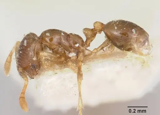 Solenopsis seychellensis specimen CASENT0101234 image casent0101234_3