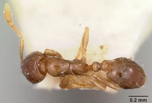 Solenopsis seychellensis specimen CASENT0101235 image casent0101235_1