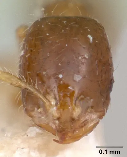 Solenopsis seychellensis specimen CASENT0101235 image casent0101235_2