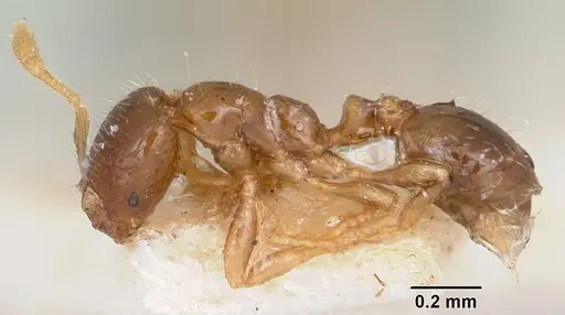 Solenopsis seychellensis specimen CASENT0101235 image casent0101235_3