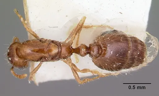 Solenopsis seychellensis specimen CASENT0101892 image casent0101892_1