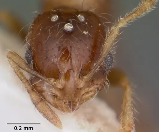 Solenopsis seychellensis specimen CASENT0101892 image casent0101892_2