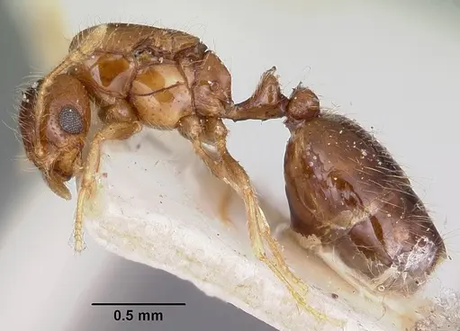 Solenopsis seychellensis specimen CASENT0101892 image casent0101892_3
