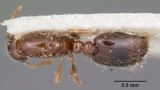 Solenopsis seychellensis specimen CASENT0101959 image casent0101959_1