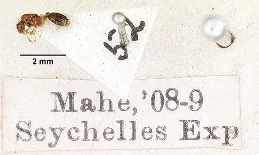 Solenopsis seychellensis specimen CASENT0101959 image casent0101959_2