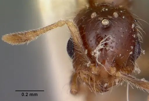 Solenopsis seychellensis specimen CASENT0101959 image casent0101959_3
