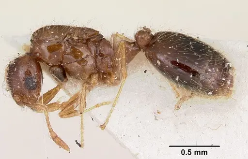 Solenopsis seychellensis specimen CASENT0101959 image casent0101959_4