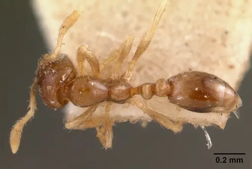 Solenopsis seychellensis specimen CASENT0102062 image casent0102062_1
