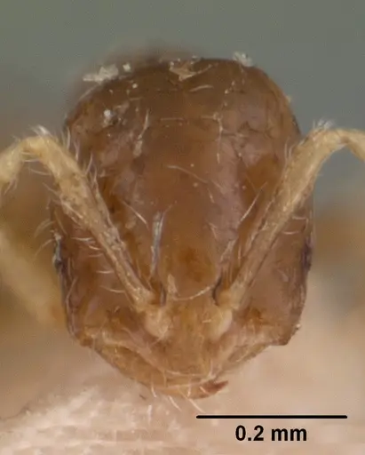 Solenopsis seychellensis specimen CASENT0102062 image casent0102062_2