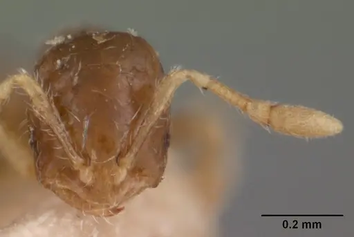 Solenopsis seychellensis specimen CASENT0102062 image casent0102062_3
