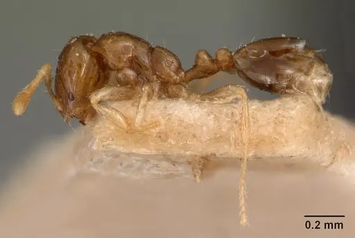 Solenopsis seychellensis specimen CASENT0102062 image casent0102062_4