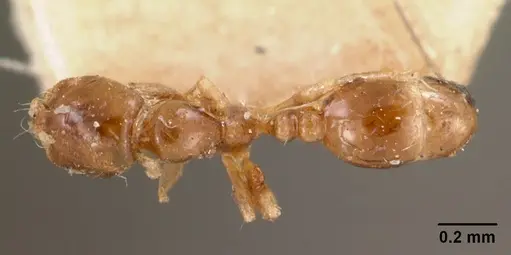 Solenopsis seychellensis specimen CASENT0102063 image casent0102063_1