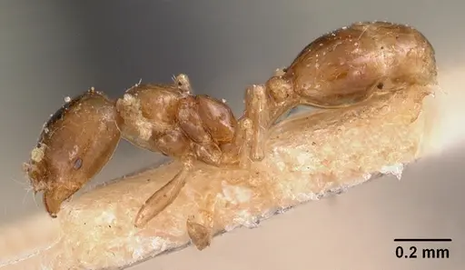 Solenopsis seychellensis specimen CASENT0102063 image casent0102063_3