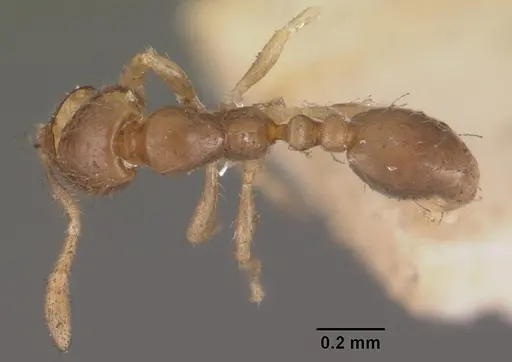 Solenopsis seychellensis specimen CASENT0102282 image casent0102282_1