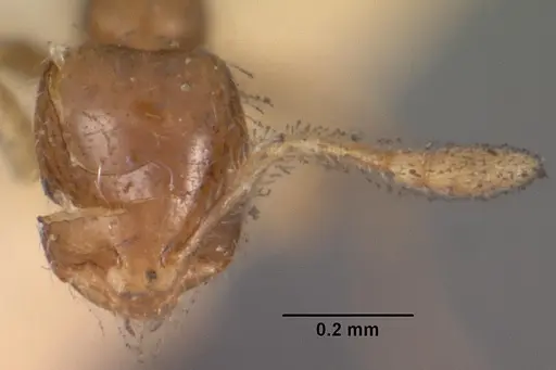 Solenopsis seychellensis specimen CASENT0102282 image casent0102282_2