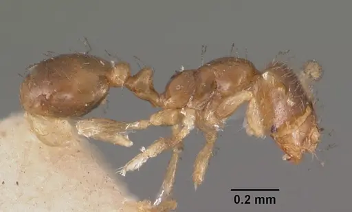 Solenopsis seychellensis specimen CASENT0102282 image casent0102282_3