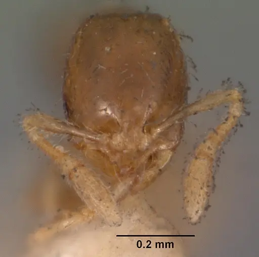 Solenopsis seychellensis specimen CASENT0102283 image casent0102283_2