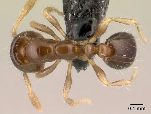 Solenopsis seychellensis specimen CASENT0188899 image casent0188899_1