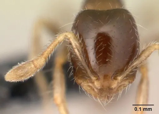 Solenopsis seychellensis specimen CASENT0188899 image casent0188899_2