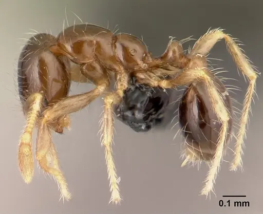 Solenopsis seychellensis specimen CASENT0188899 image casent0188899_3