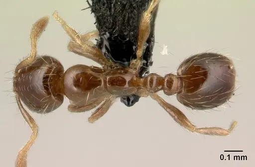 Solenopsis seychellensis specimen CASENT0217133 image casent0217133_1