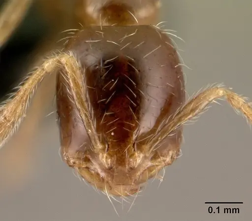 Solenopsis seychellensis specimen CASENT0217133 image casent0217133_2