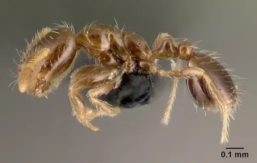 Solenopsis seychellensis specimen CASENT0217133 image casent0217133_3