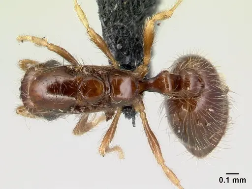 Solenopsis seychellensis specimen CASENT0218570 image casent0218570_1