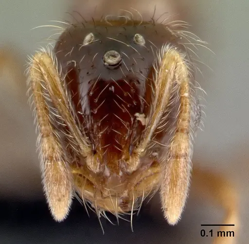 Solenopsis seychellensis specimen CASENT0218570 image casent0218570_2