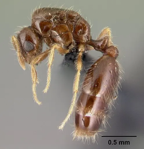 Solenopsis seychellensis specimen CASENT0218570 image casent0218570_3