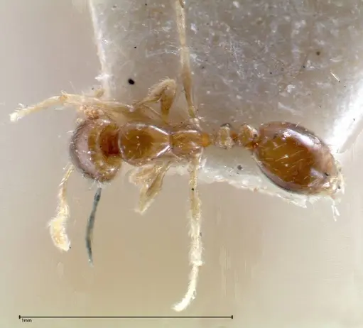 Solenopsis seychellensis specimen FOCOL0281-1 image focol0281-1_1