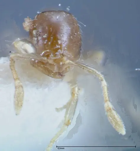 Solenopsis seychellensis specimen FOCOL0281-1 image focol0281-1_2