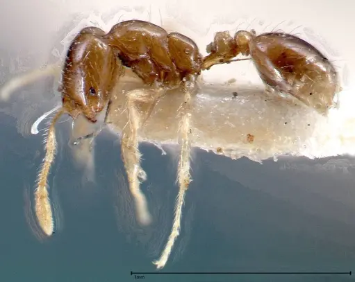 Solenopsis seychellensis specimen FOCOL0281-1 image focol0281-1_3