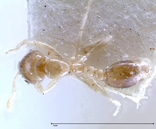 Solenopsis seychellensis specimen FOCOL0281-2 image focol0281-2_1