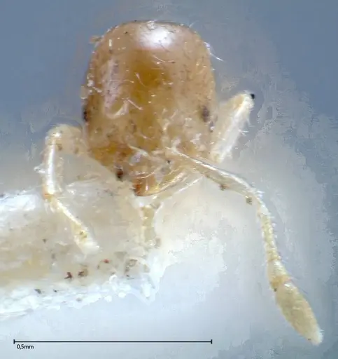 Solenopsis seychellensis specimen FOCOL0281-2 image focol0281-2_2