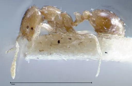 Solenopsis seychellensis specimen FOCOL0281-2 image focol0281-2_3