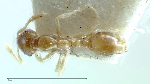 Solenopsis seychellensis specimen FOCOL0281-3 image focol0281-3_1