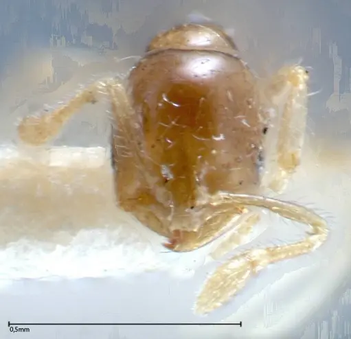 Solenopsis seychellensis specimen FOCOL0281-3 image focol0281-3_2