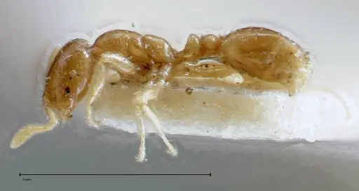 Solenopsis seychellensis specimen FOCOL0281-3 image focol0281-3_3