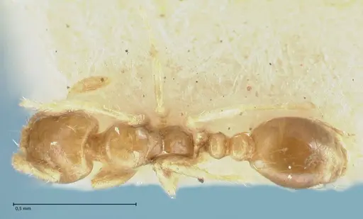 Solenopsis seychellensis specimen FOCOL1868 image focol1868_1