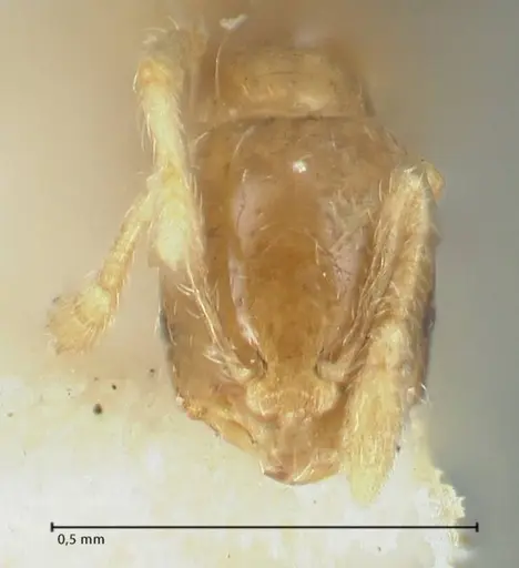 Solenopsis seychellensis specimen FOCOL1868 image focol1868_2