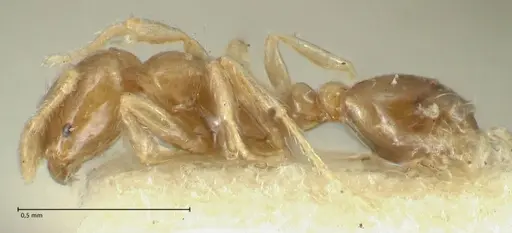 Solenopsis seychellensis specimen FOCOL1868 image focol1868_3