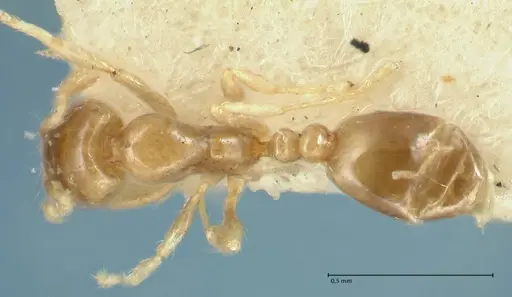 Solenopsis seychellensis specimen FOCOL1869 image focol1869_1