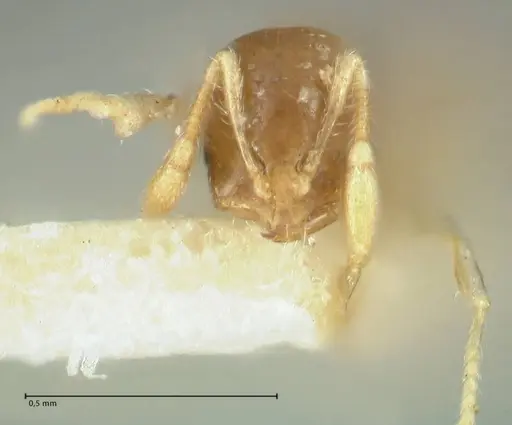 Solenopsis seychellensis specimen FOCOL1869 image focol1869_2