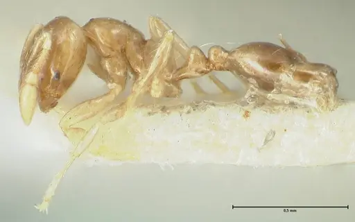 Solenopsis seychellensis specimen FOCOL1869 image focol1869_3