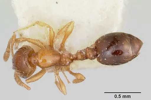 Solenopsis shiptoni specimen CASENT0103210 image casent0103210_1