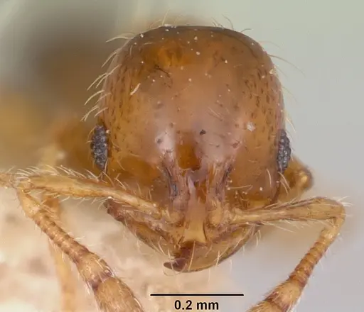 Solenopsis shiptoni specimen CASENT0103210 image casent0103210_2