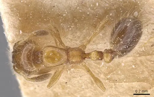 Solenopsis shiptoni specimen CASENT0913911 image casent0913911_1
