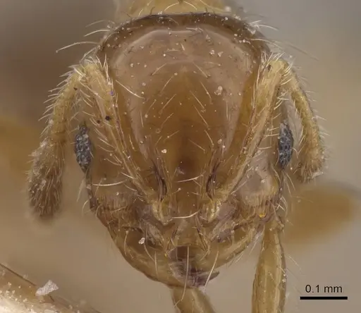 Solenopsis shiptoni specimen CASENT0913911 image casent0913911_2