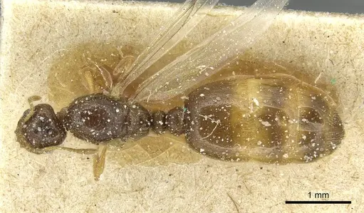 Solenopsis soochowensis specimen CASENT0913936 image casent0913936_1